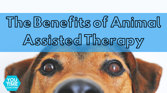 The Benefits of Adding a Furry Friend to Therapy and Coaching